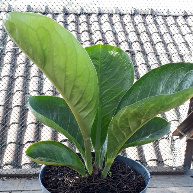 Jemani Mangkok Dewasa