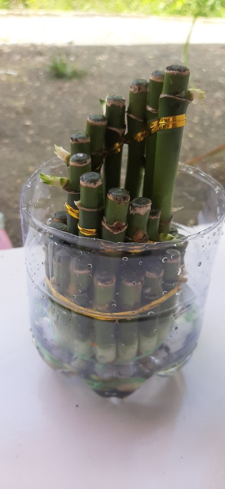 Tanaman Hias Bambu Rejeki Mini 3 Susun