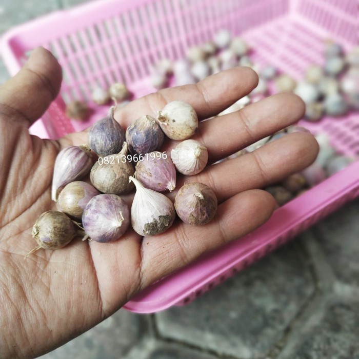 bawang tunggal  bawang lanang ukuran kecil 900 gram Promo