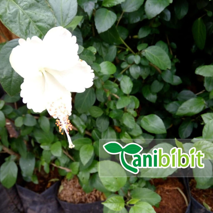 Tanaman Bunga Sepatu Putih - Bibit Pohon Kembang Hias Daun