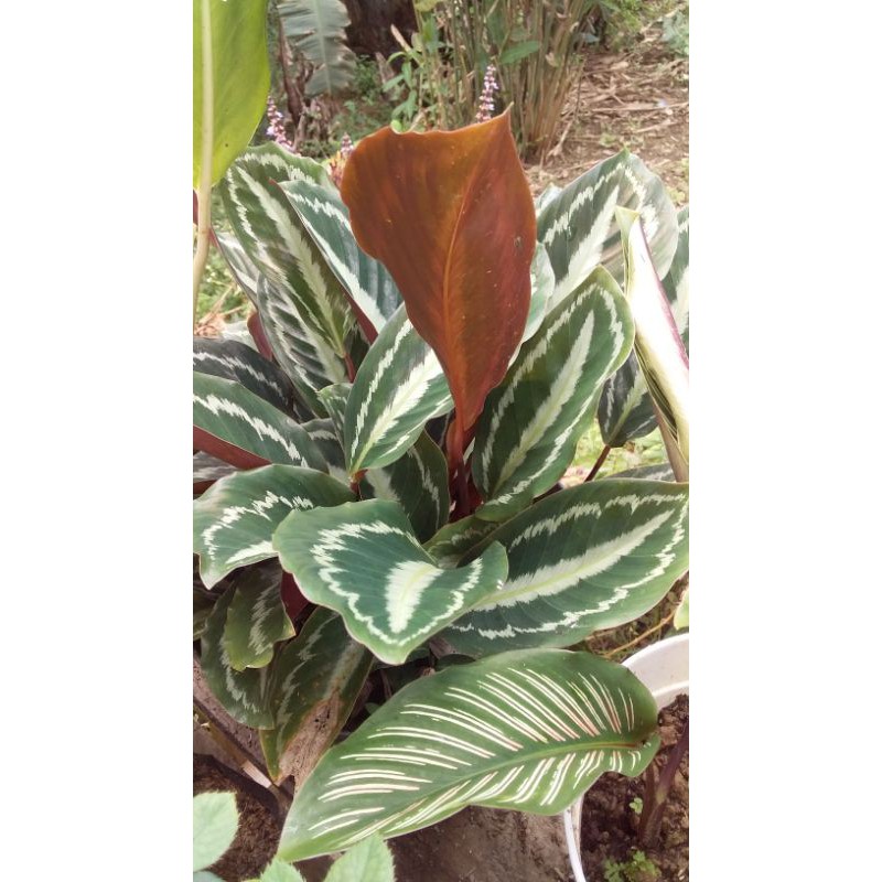 

calatea