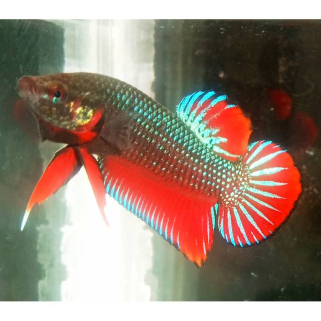 Ikan Cupang Aduan MDS (Medan Super).