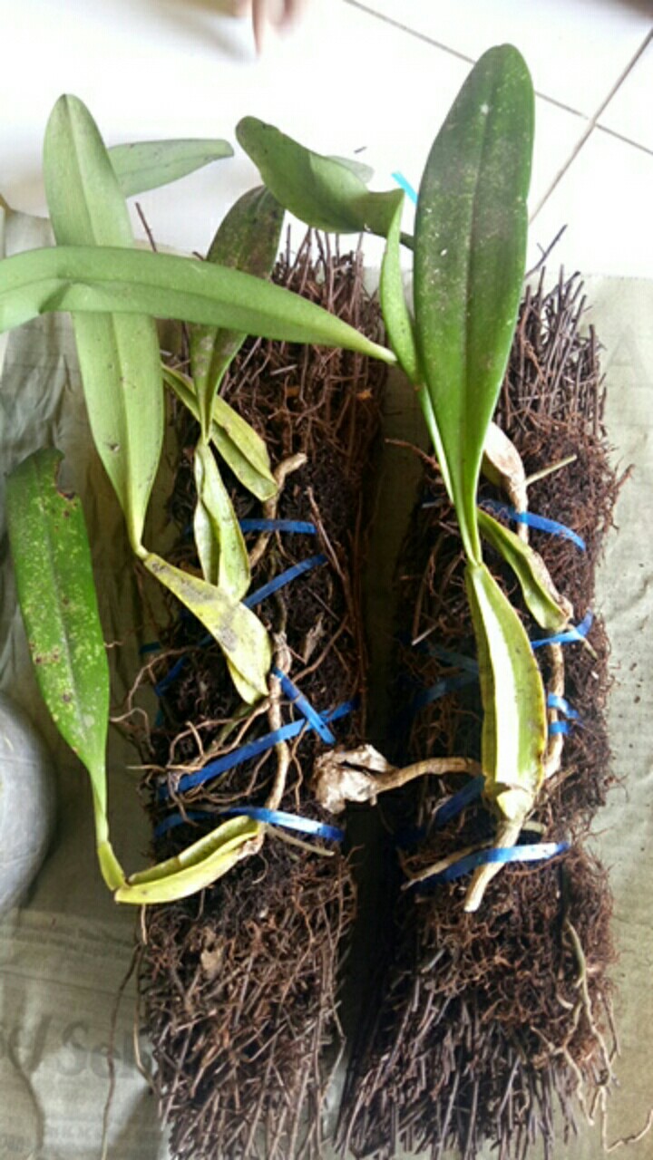 [diskon] Buy 1 Get 1 Free Bulbophylum Biflorum Dewasa