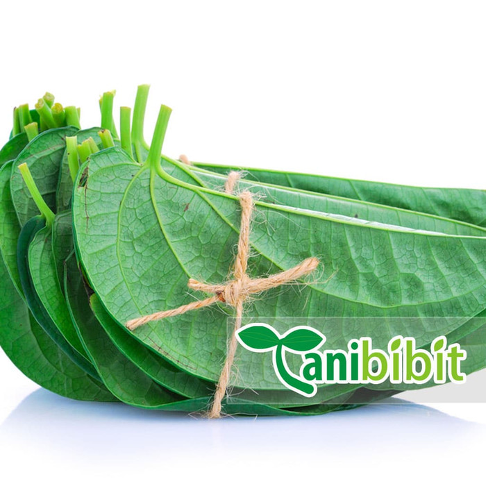 

Daun Sirih Hijau Segar 500 gram - Obat Herbal Daun Sereuh