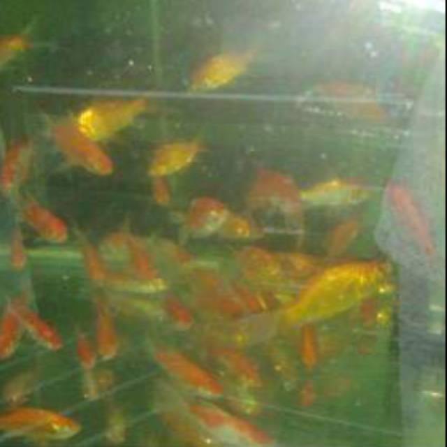 Ikan hias air tawar random aquarium