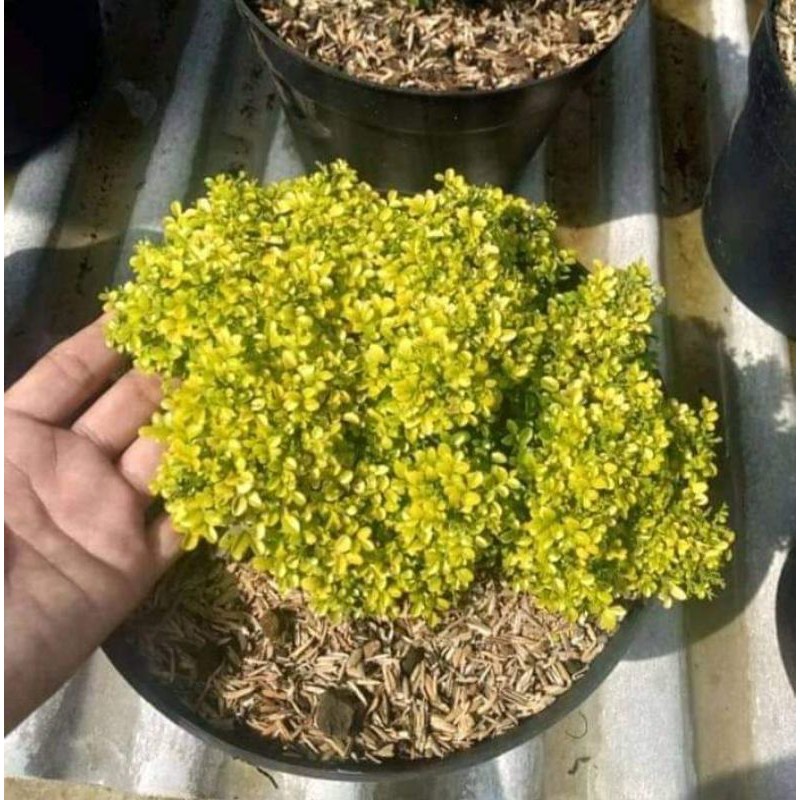 kemuning super mikro gold Thailand