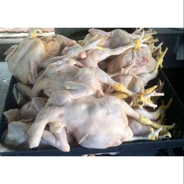 

Ayam murah