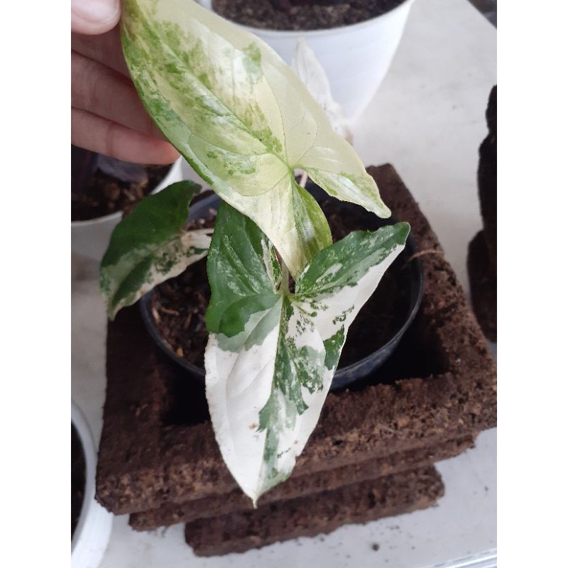 Syngonium albo variegata