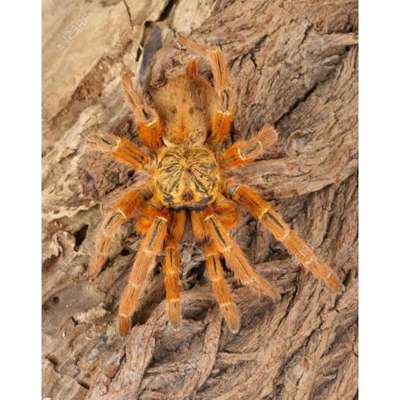 Pterinochilus murinus Obt orange Baboon tarantula mainan sling