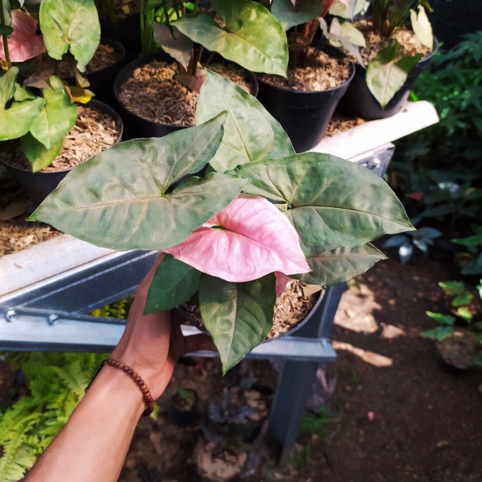 tanaman hias syngonium manggo allusion pink - mango allusion pink