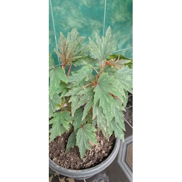 begonia aconitifolia