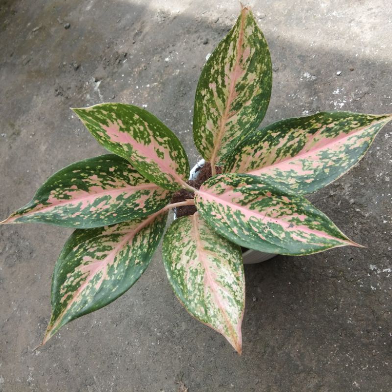 aglonema silver bell real pic