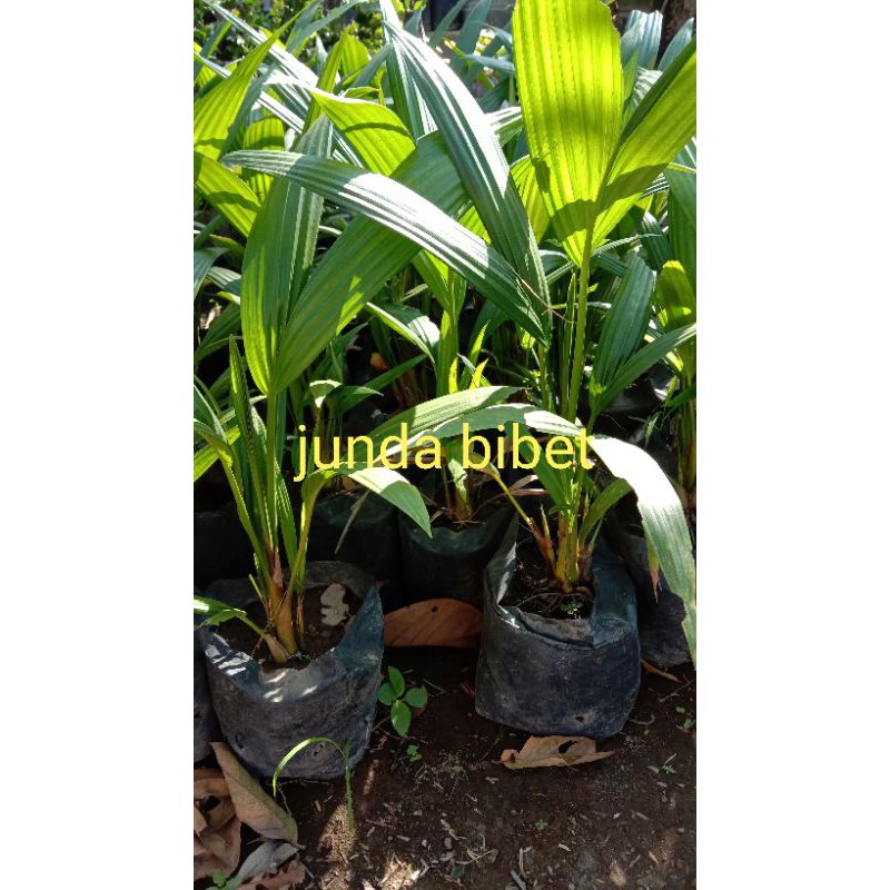 bibet tanaman ,taman hias palem merah