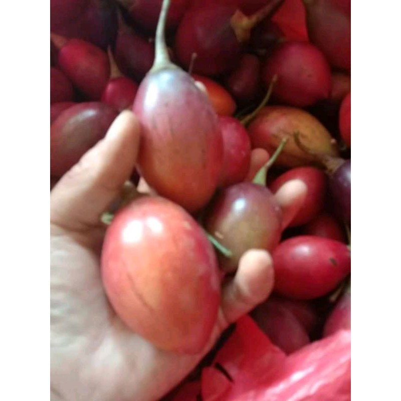 

terong belanda segar 500gr