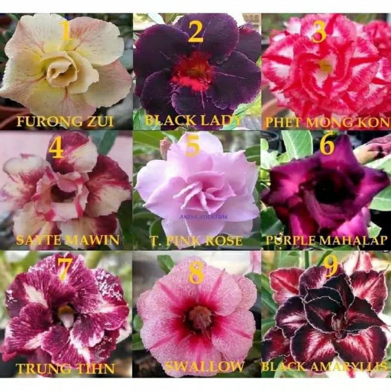 Paket 3 pohon adenium_bunga tumpuk kamboja jepang bonggol besar