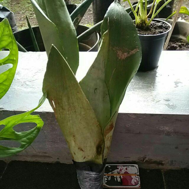 New Produck!! Tanaman Hias Sansivera Moons Shine - Manolin Silver