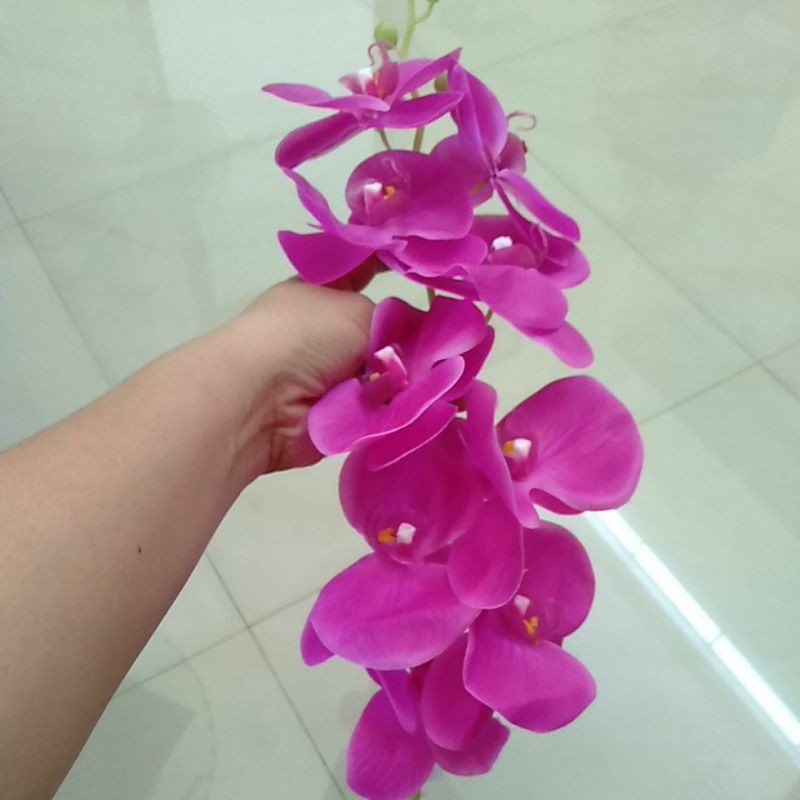 anggrek hias palsu anggrek bulan