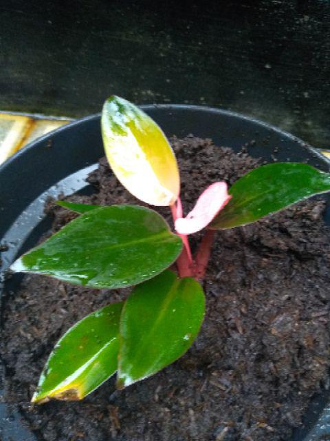 Philodendron Pink Congo