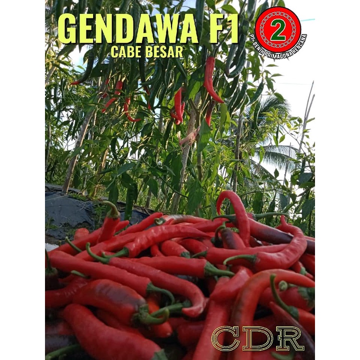 50 BENIH BIBIT BIJI CABE RAWIT SETAN PUTIH UNGGUL F1 CABE SETAN CABAI MERAH RAWIT PEDAS Bibit Benih 