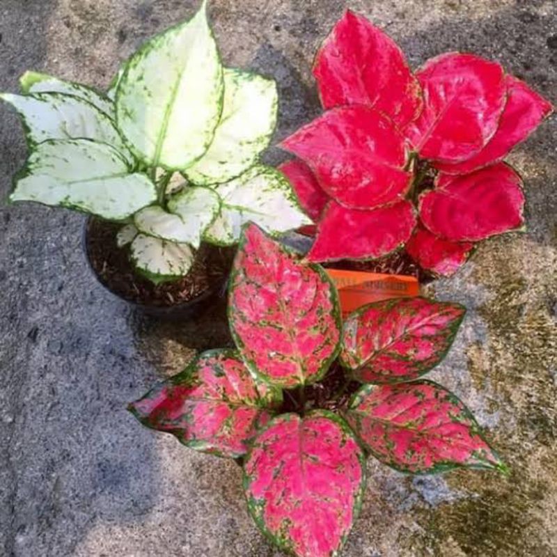 promo 3 paket aglonema super white,suksom&red anjamani(bonggol)