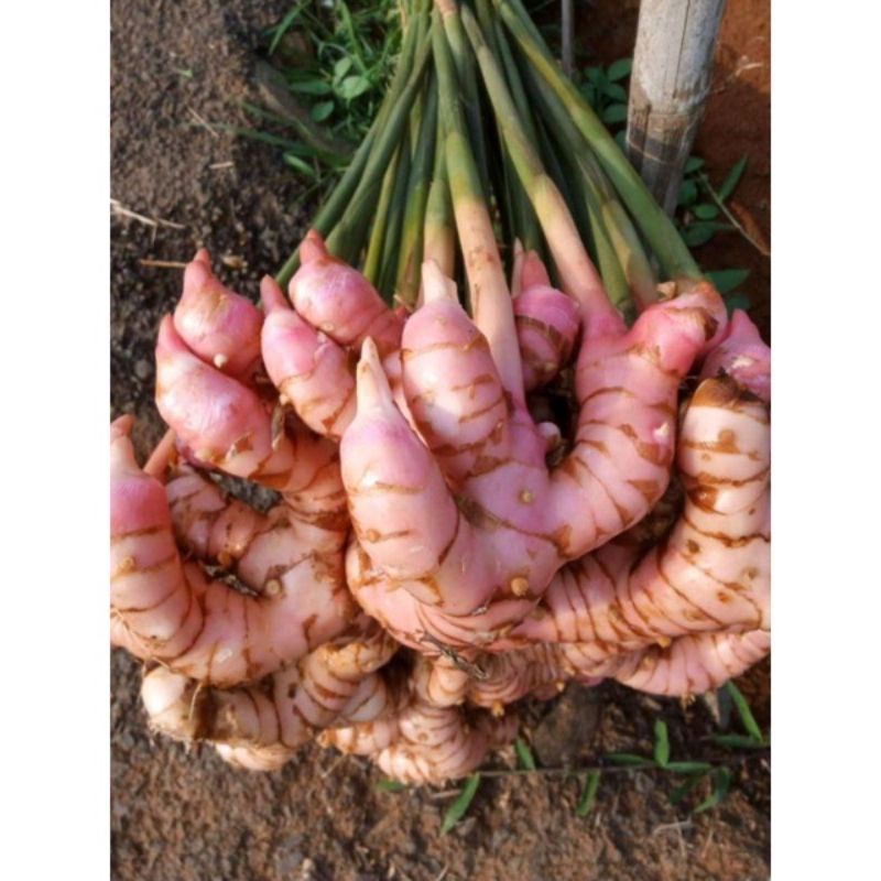 

lengkuas segar berat 300gram