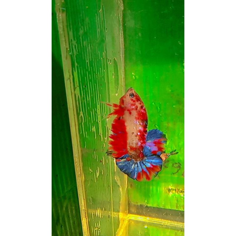 ikan cupang nemo