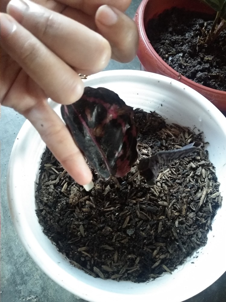 Paket Murah 5 Jenis Calathea Tanaman Hias Terlaris