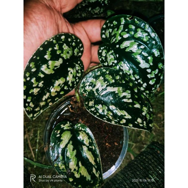 tanaman hias scindapsus threecolor scindapsus pictus tricolor