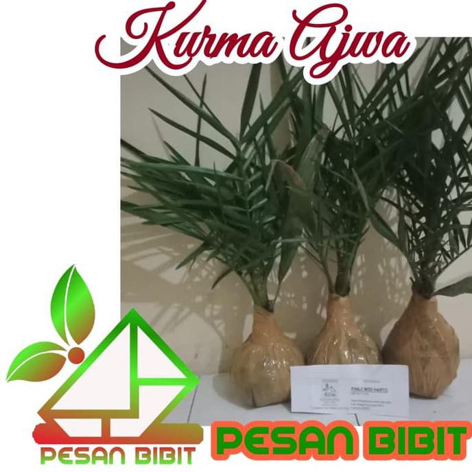Bibit Pohon Kurma Ajwa Super