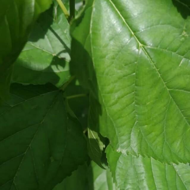 

Jual Daun Murbey Babasan Termurah