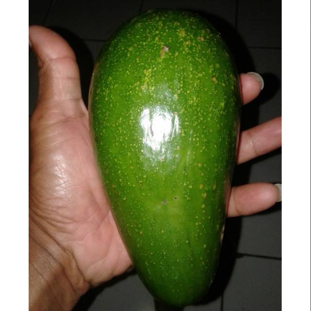 

Alpukat mentega