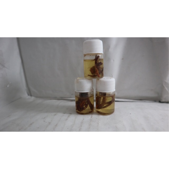 [ 30 ml / besar ] minyak bulus gingseng original // bulus gingseng // bulus putih gingseng