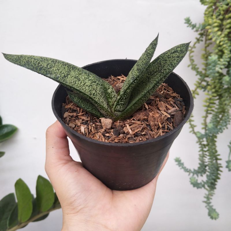 Gasteria Bastesiana | DP 10cm