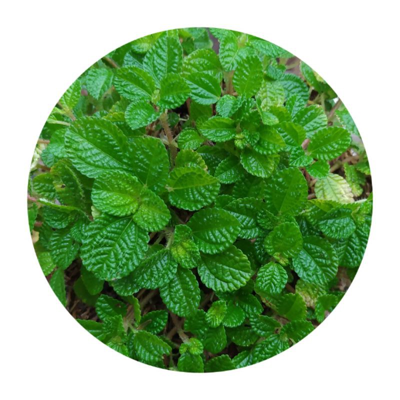 DAUN MINT RIMBUN GRADE A KUALITAS SUPER