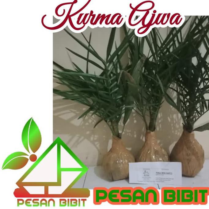 BIBIT POHON KURMA AJWA SUPER NY@R