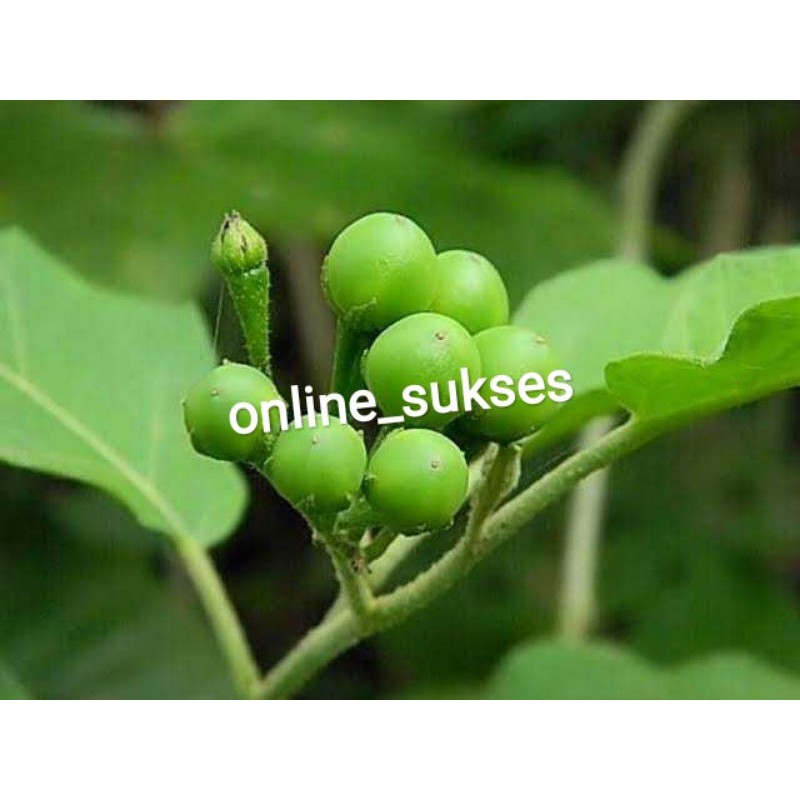 

Takokak/Cepokak Segar Murah