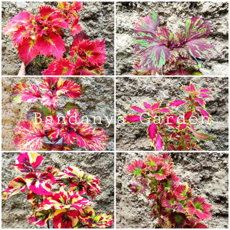 Tanaman Hias Miana Jawer Kotok Coleus Iler AKAR RIMBUN