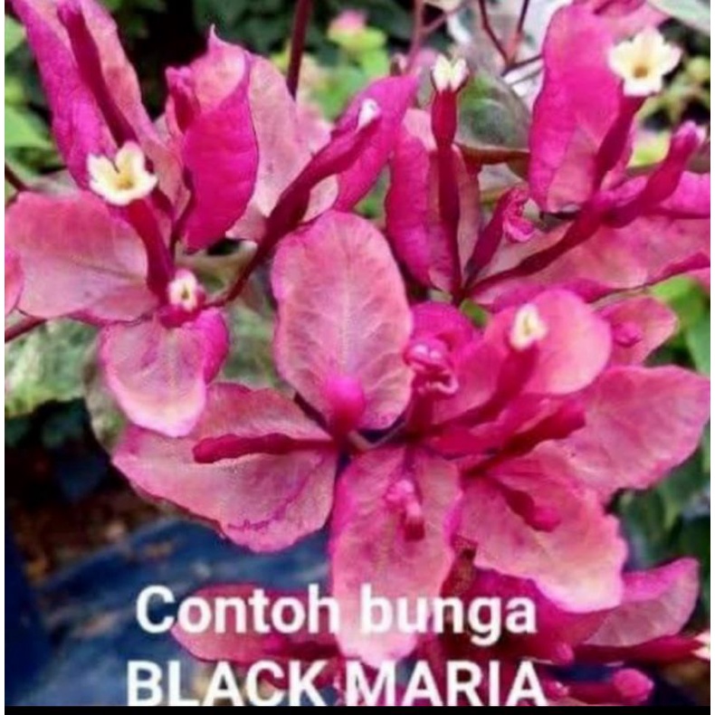 tanaman hias bunga Bougenville black maria / pohon Bougenvile