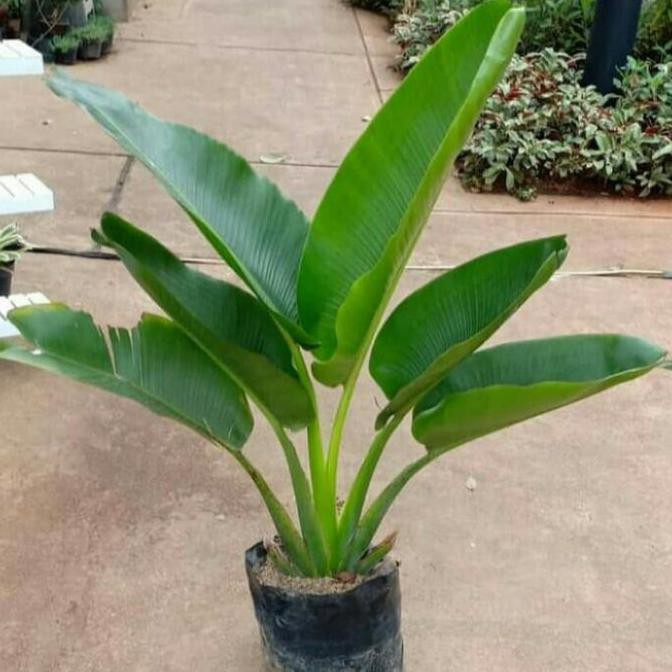 tanaman hias pisang hias 1meter