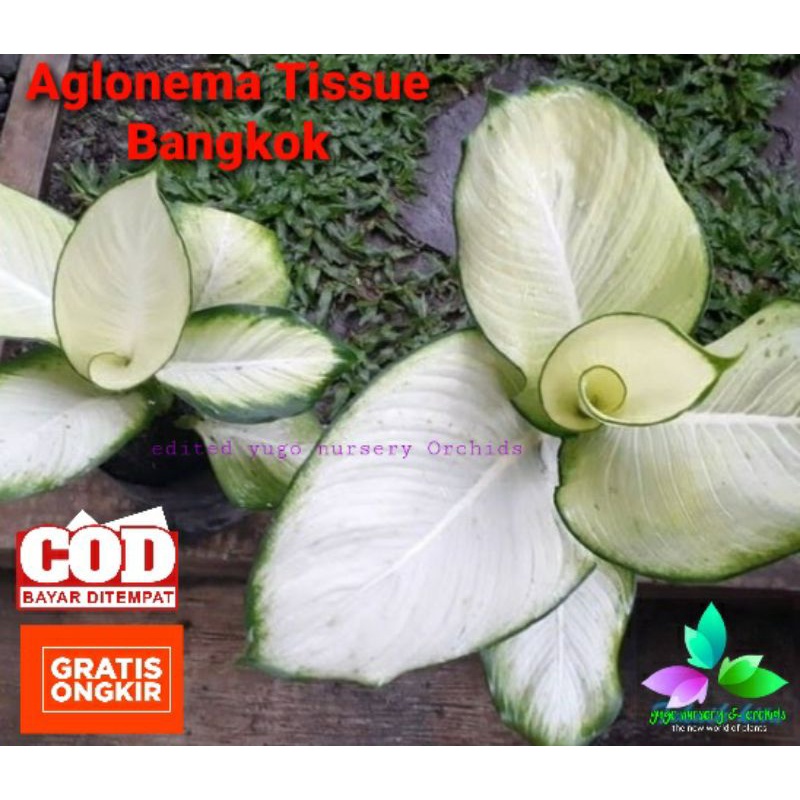 Aglonema Tisu Bangkok Jumbo