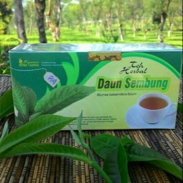 

Teh herbal daun sembung aman tanpa efek samping kualitas terpercaya