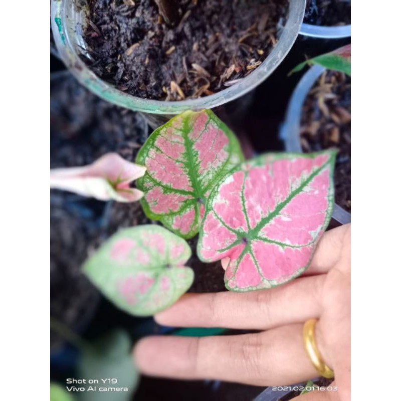 caladium Arini Menari (Mix)