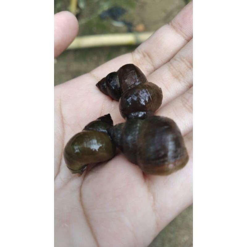 Jual keraca / Tutut siput sawah hidup 500gr | Shopee Indonesia