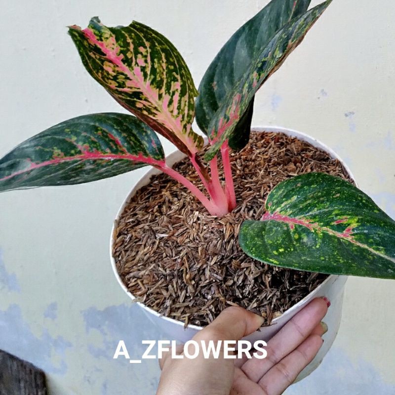 AGLONEMA HOT LADY