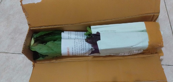 Tanaman Peyerap Racun Peace Lily Spatuflillum