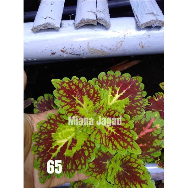 Miana Premium/id Khrisna/Unik/Coleus
