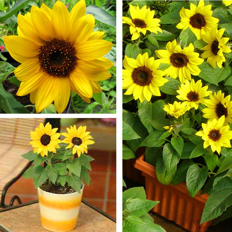 Benih Bunga Mini Sun Flowers Sunflower Bunga Matahari Kecil Shopee Indonesia