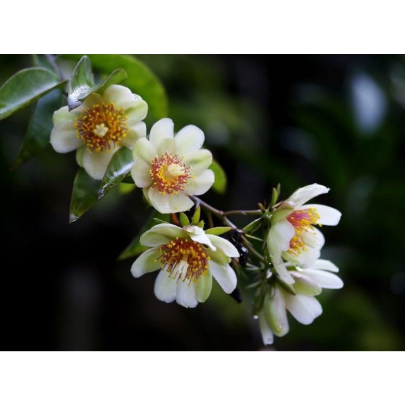 pakan klanceng vegetasi lebah lemon vene eculeta orapronubis