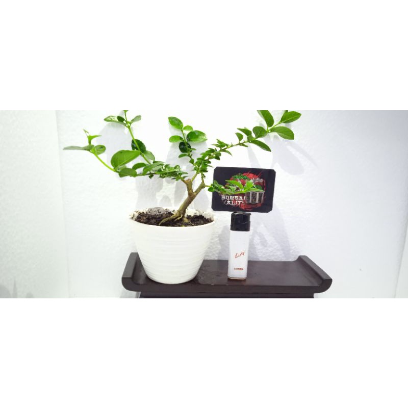 bahan bonsai sancang