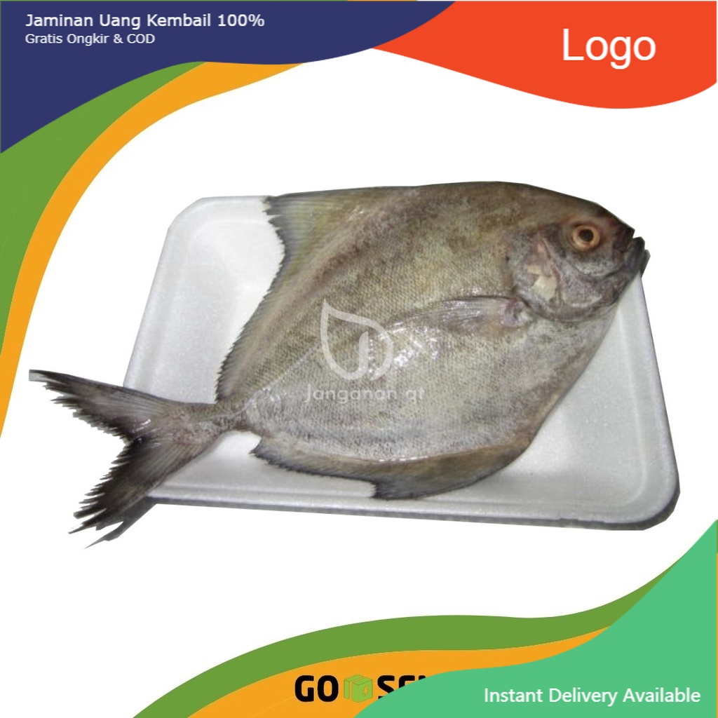 

IKAN DORANG PUTIH SEGAR -